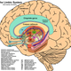El sistema límbico en el cerebro. Wikimedia Commons
